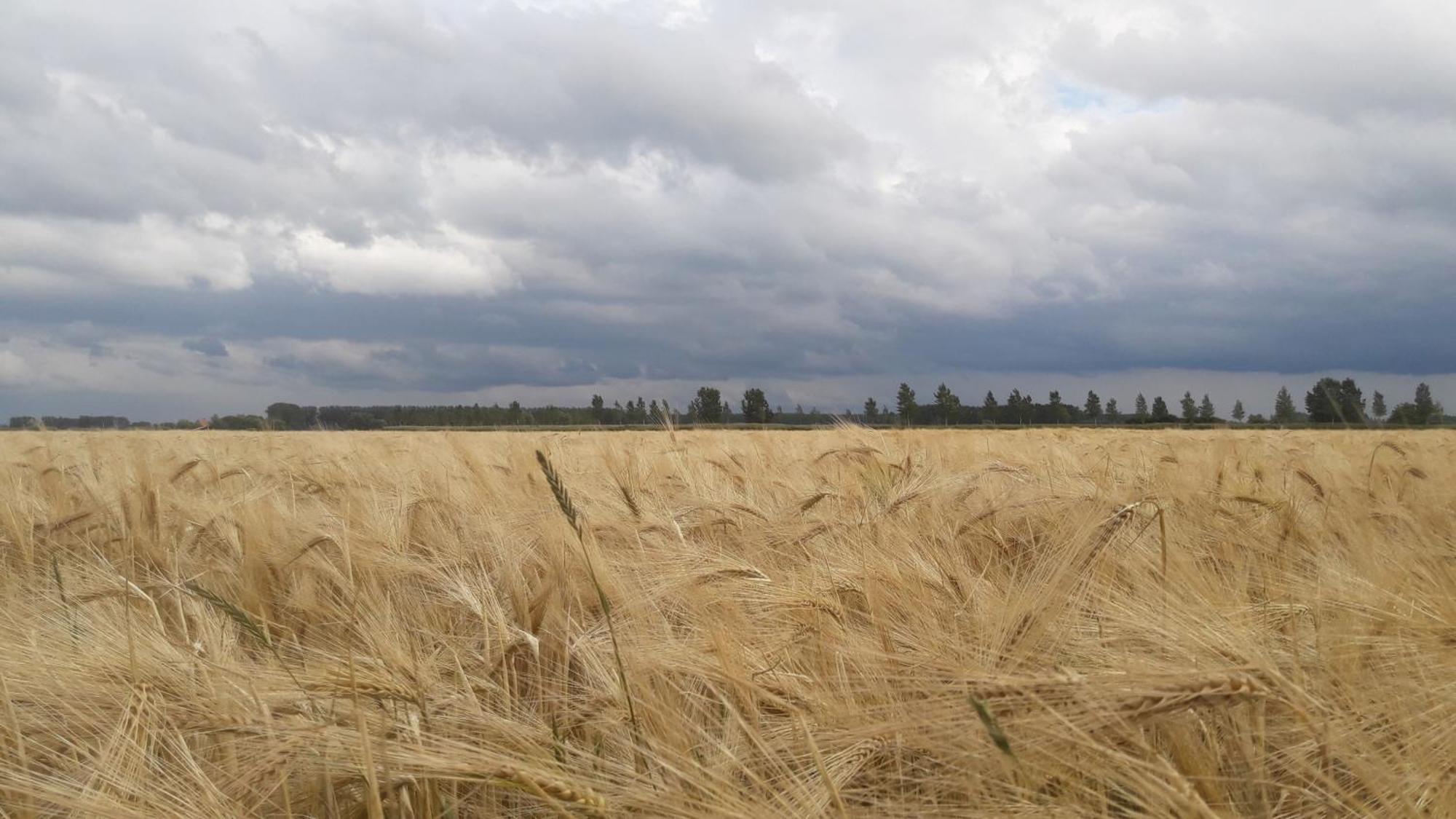 B&B De Hemelse Polder ซินต์-เลาไรนส์ ภายนอก รูปภาพ